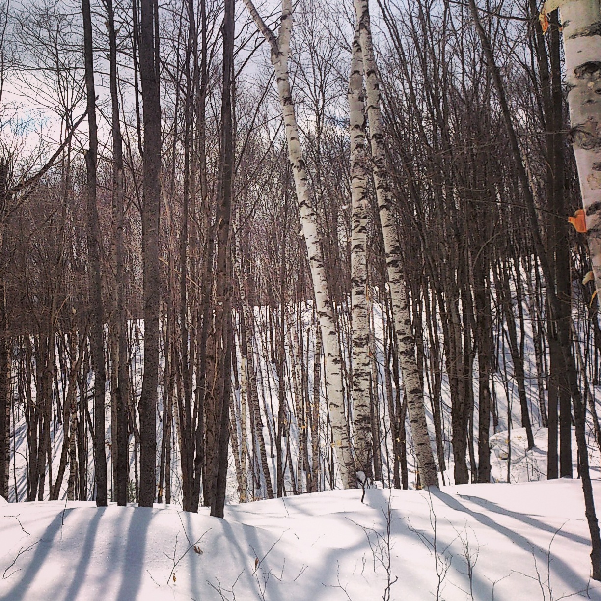 Call for Artists – The Great Canadian Tree Warmer