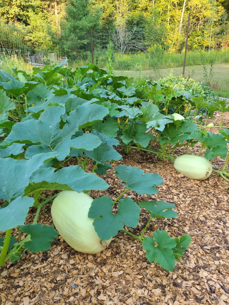 Close-up of a thriving garden with large green squash plants and two visible squash on the ground surrounded by mulch and greenery.